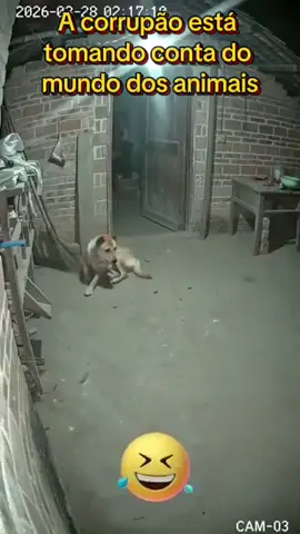 Um exemplo de corrupção: o cão 📷 que guarda as galinhas foi subornado pela raposa com 1 osso