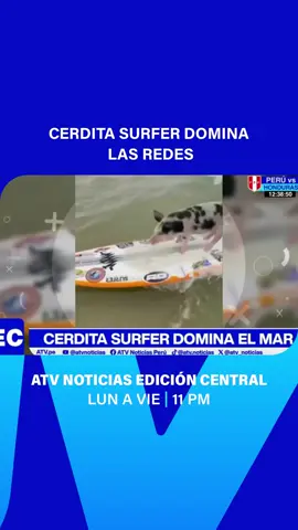 #EdiciónCentral | ¿Un perrito surfer? ¡Mejor una cerdita!🐷🥺 ➡️ Ella es Rosinha, la reina de las olas en Brasil que está rompiendo el internet con su talento sobre la tabla‼️ 📣¿Te animarías a surfear con ella? Etiqueta a ese amigo que no aguanta ni un segundo parado en la tabla👇 #Rosinha #CerditaSurfer #Viral #Mascotas SurfLife ATVNoticias Tendencias Brasil AnimalesIncreibles