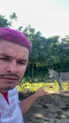 Até o burro não gosta do lularapio 🤣🤣🤣