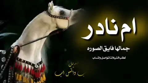 شيلة مدح باسم ام نادر _جمالها فايق الصوره _شيلة ام العريس #اكسبلور #اكسبلور explore# السعودية 🇸🇦#الشعب _الصني _ماله _ حل😂😂#for you #you 