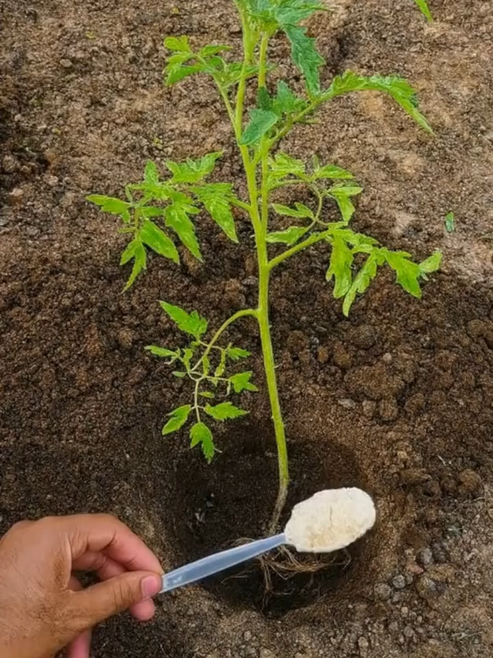 Never plant #tomatoes in the garden without the following: Throw a handful into the soil.(Full article in my bio)