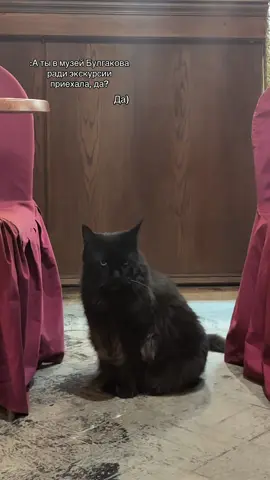 Кот Бегемот сразу показал, кто тут хозяин #мастеримаргарита #котбегемот #булгаков 