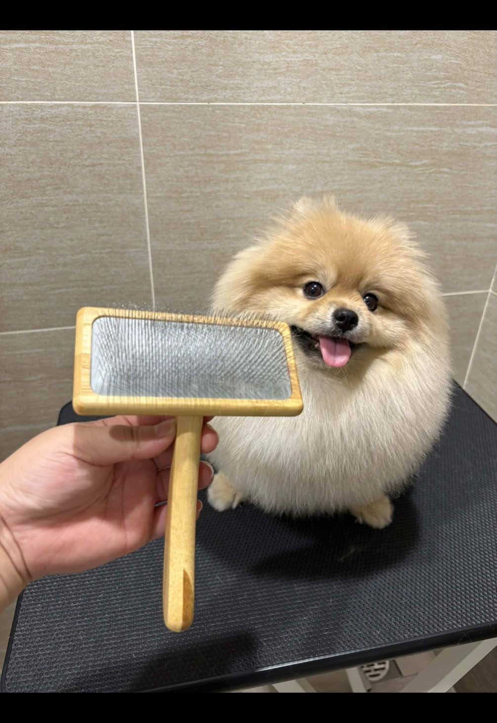 Lược gỡ rối lông cho cún mèo  #Boncoca #luocchailongchomeo #luocgoroichomeo #luocchailongthucung 