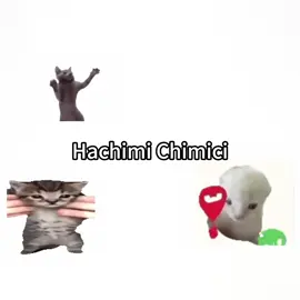 chemical hachemistry#cat #fyp #interesting #catsoftiktok #Meme 