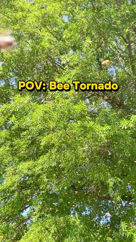 POV: You just walked into a literal bee tornado! 🐝 Nature is wild—watch them move in perfect sync.                      Would you stay and film or run? #beekeepinglife #honeybeeswarm #beekeeping 