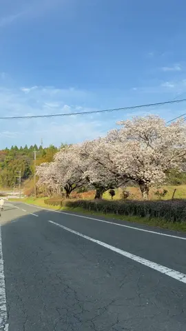 lương 12 lá đi làm về nhìn cảnh này cũng chill🌸#nhatban #kumamoto #xuhuong 