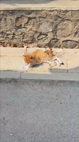 #cat #rescuecat #poorcat 