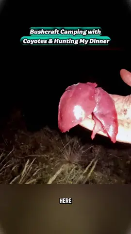 Bushcraft Camping with Coyotes & Hunting My Dinner #Outdoors #outdoor #outdoorcooking #camp #camping #cook #cooking #alaska #survival #bushcraft #survivalskills 