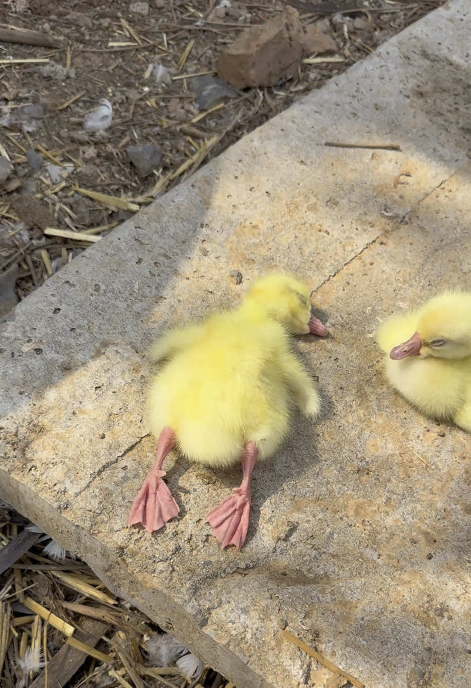 #cute #chicken #duck