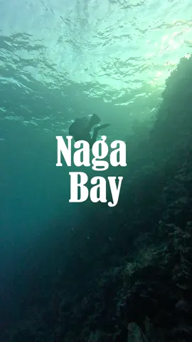 Welcome to our newest center, Coraya Divers Naga Bay (Sharm El Naga)! 🎉 The house reef is absolutely stunning with healthy coral and plenty of marine life, and the dive sites around Safaga are among the best in Egypt 🪸  Our friendly and experienced staff can’t wait to welcome you!  🤿 𝐂𝐨𝐫𝐚𝐲𝐚 𝐃𝐢𝐯𝐞𝐫𝐬 📍 𝐑𝐞𝐝 𝐒𝐞𝐚, 𝐄𝐠𝐲𝐩𝐭 🌐 𝐰𝐰𝐰.𝐜𝐨𝐫𝐚𝐲𝐚-𝐝𝐢𝐯𝐞𝐫𝐬.𝐜𝐨𝐦 #scubadiving #redseadiving #fyp #egypttravel 