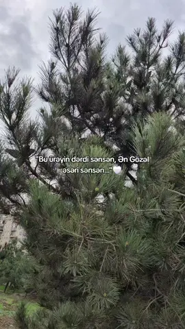 tagss😍🤍#ismayılowss⚡ 