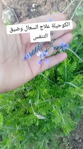 #وصفة#كحيلة#ضيق#تنفوس#الامارات_العربية_المتحده🇦🇪 