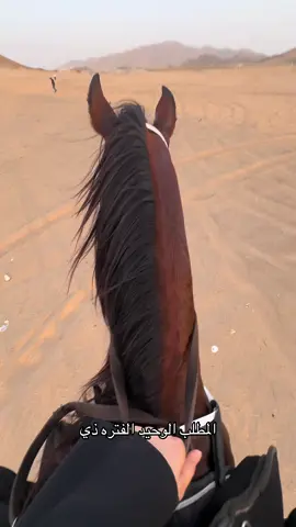 #خيل #اكسبلورexplore #لايك #خيل_وخياله🐎 