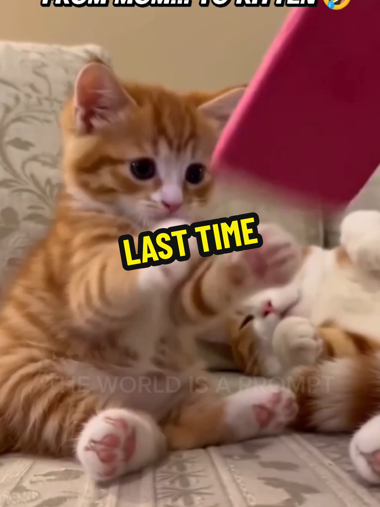 อย่าให้ต้องสอนอีกนะไอตัวเล็ก #แมว #ตลก #ลูกแมว #แมวส้ม #cat 