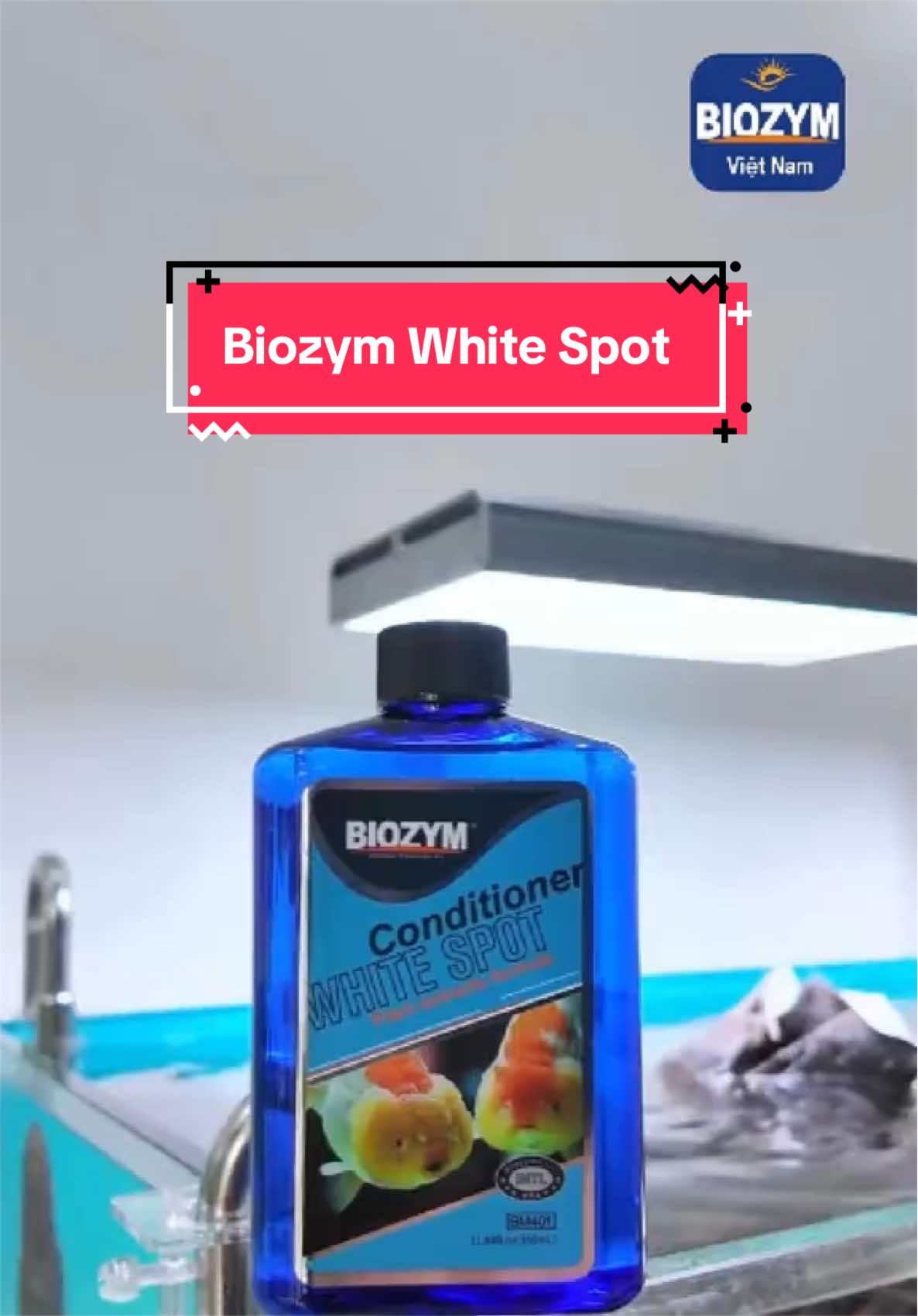 Xử lí bệnh đốm trắng dễ dàng đơn giản với Biozym White Spot #biozymvietnamoffical #biozym #thuocchoca #biozymwhitespot #thuysinh 