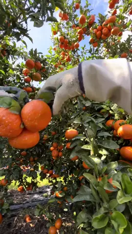Work as a fruit picker in Australia and earn a living#🇵🇭🇷🇴🇬🇧🇲🇱🇬🇵🇬🇫🇨🇮🇧🇫🇸🇳🇿🇦🇪🇨🇮🇹🇲🇽🇨🇭
