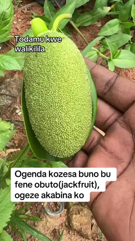 Use this; bu fene obutto buno bukola nyash; wuliliza enkozesa yabwo; #kampala_uganda🇺🇬🇺🇬 #tiktok #ugandansindubai #ugandatiktok #uganda 