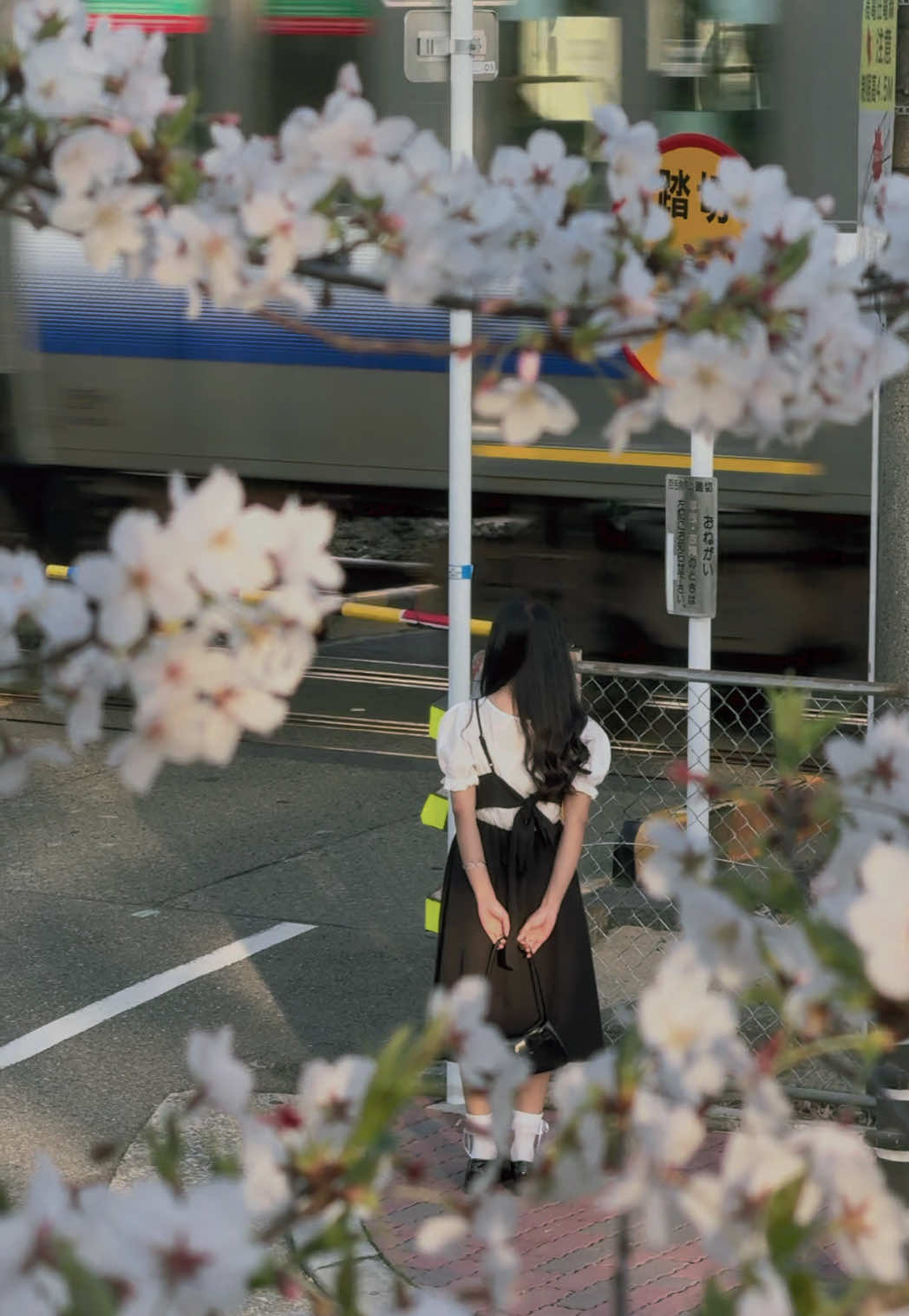 🌸 #sakura #花火 #hanami #japanese #japan 