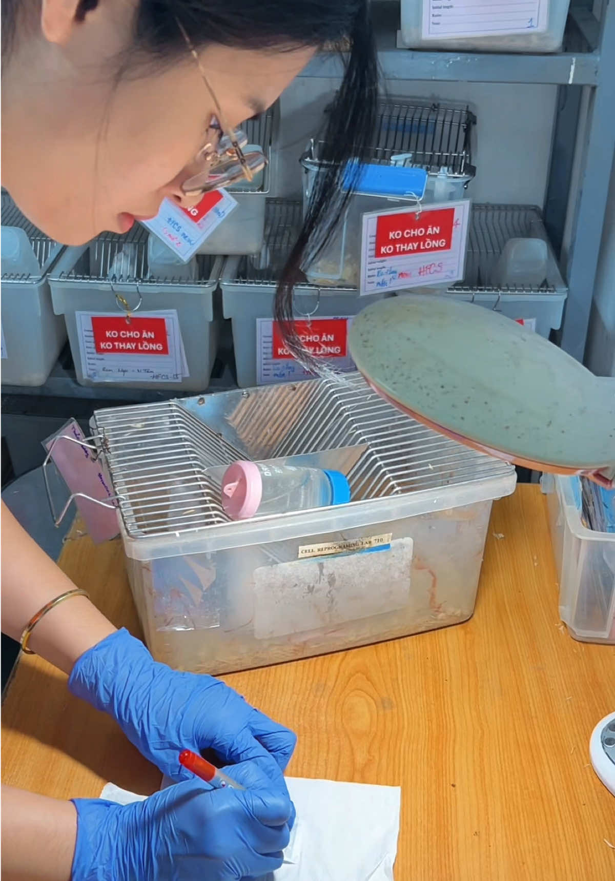 Hormone injection in mice 💉💉💉#viralvideo #fyp #biotechnology #congnghesinhhoc #universitylife 