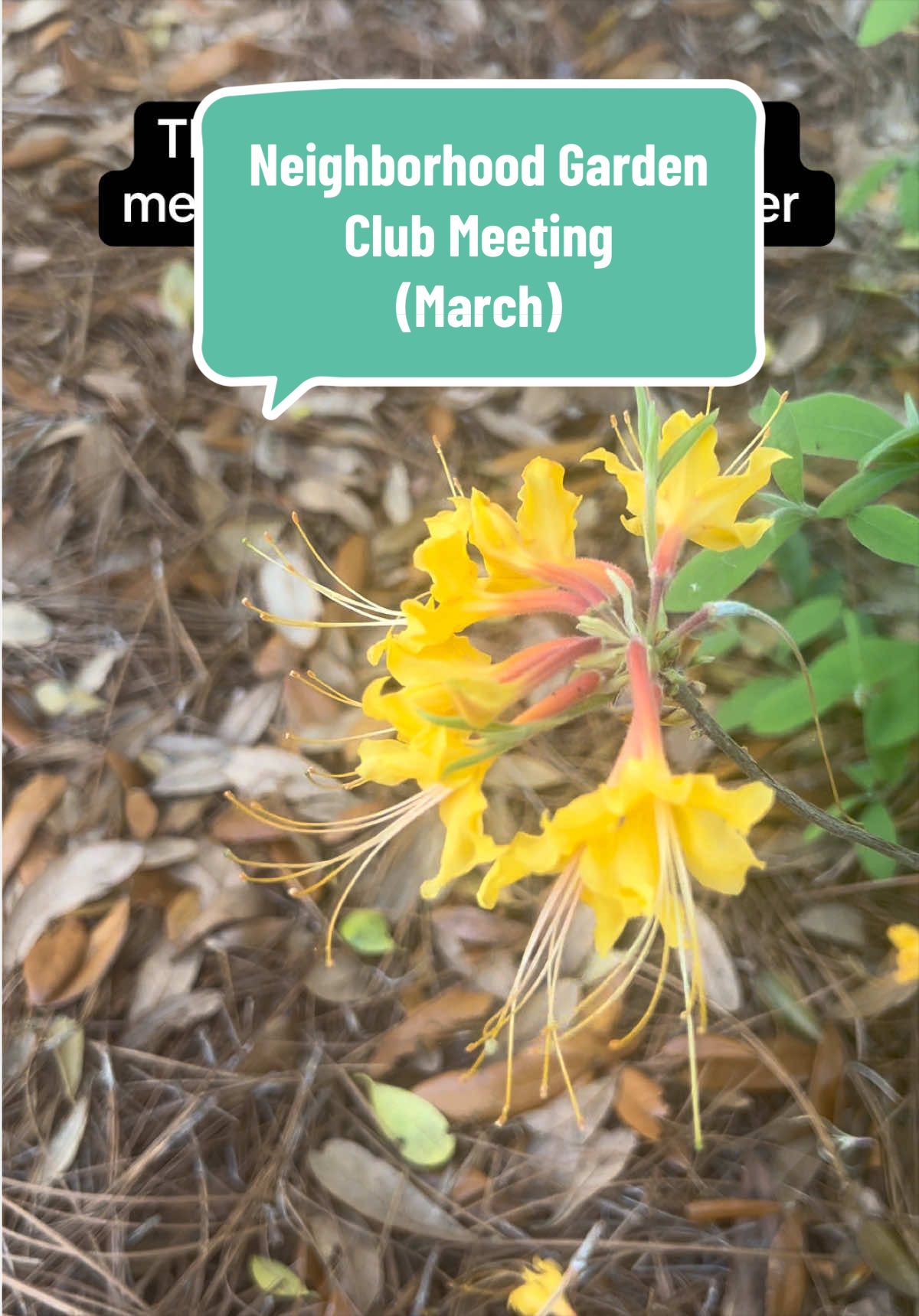 Come with me to my local garden club meeting! #garden #gardening #gardentok #gardenclub #gardening101 