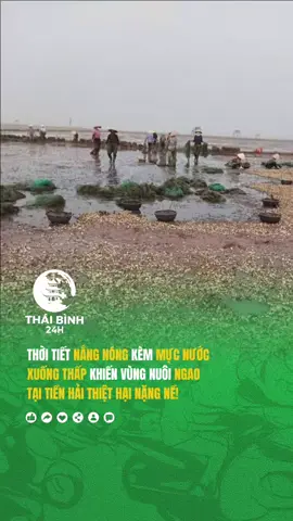 Tiền Hải - Vùng nuôi ngao ở xã Nam Cường bị chết hàng loạt, có hộ thiệt hại đến 80%. #thaibinh24h #hungyen #tienhai #tintuc24h #xuhuong 