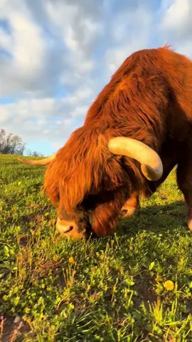 Jeff is the king of  golden hour #highlandcow #bull #goldenhour #cattle #cuteanimals 