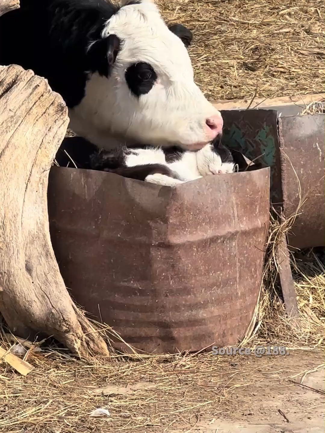 A cow and a cow cat grooming each other 🐄🐱 Purest cross‑species friendship ever! This is the softest, sweetest thing you’ll see today. #CowCat #CowMeetsCat #CrossSpeciesLove #CuteAnimals #PetTikTok #SweetAnimals #FarmFriends