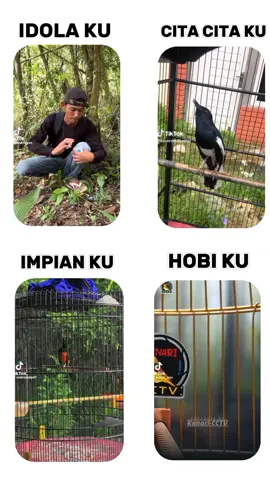 may idola#kicaumaniaindonesia #hobiburung 