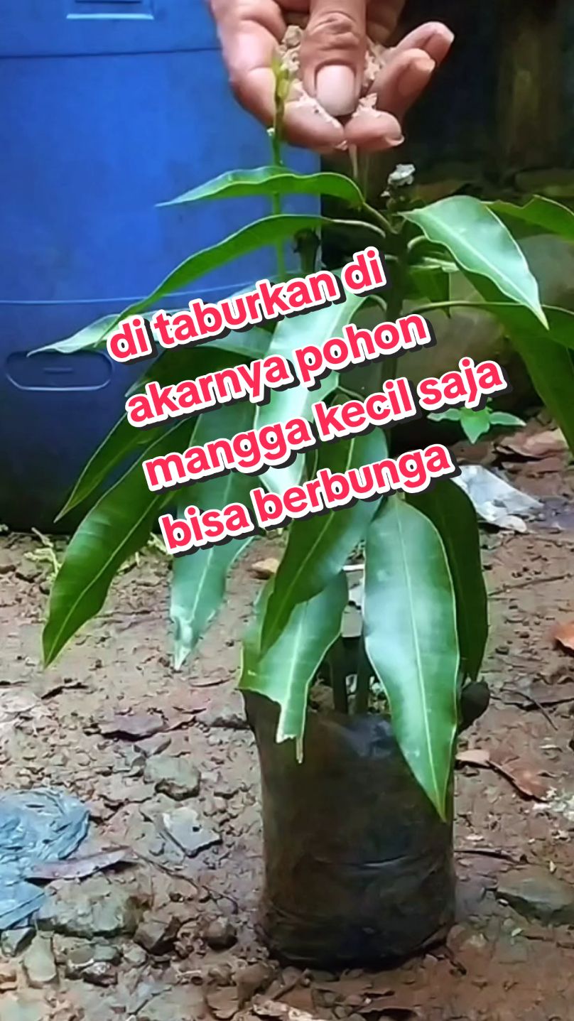 taburkan di akarnya pohon mangga kecil saja bisa berbunga #fypシ゚viral  bosterpelebatbuahbuahan