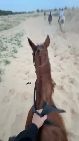🐎🐎🐎#خيل_وخياله🐎 #خيول #horse #حب #ilovehorses @Wadi Alamardi equestrian club 