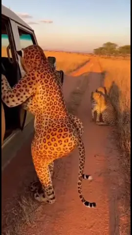 They have no idea… yet. 🐆😳 I held my breath the entire time. One wrong move and this 