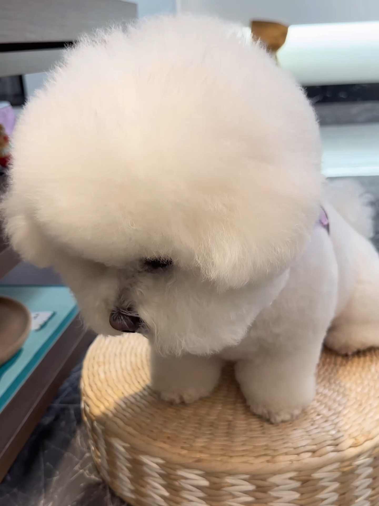 Fluffy Bichon Overload 🐶 This Chubby Pup Is Too Cute! Follow for more heart-melting fluffy dog moments 🐶💕 #BichonFrise #FluffyDog #CuteDogs #DogLife #ChubbyDog #PuppyLove #DogLovers