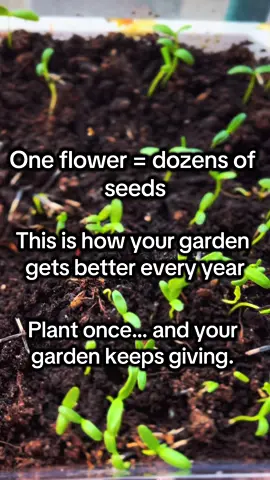 Plant once… and your garden keeps giving. I share more seed-saving tips (and what actually works) in my newsletter 🌱 #marigolds #beginnergardener #gardeningtips #zone3  #gardentok 