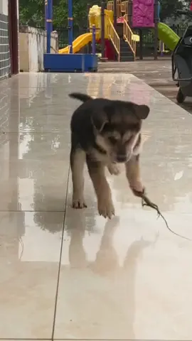 When a dog encounters other animals.😂#dog #doglover #pet #fyp #funnydog 