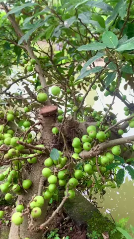 Giống sung siêu quả , nhà em trồng bờ ao lúc nào cũng trĩu quả như này  ăn không kịp 😂  #caysungbonsai #caysungnep #caysungcanh 