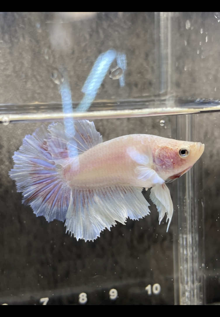 LightSakura (female 🌸) 😊 #betta #bettafish #fypシ゚viral🖤tiktok #fypシ 
