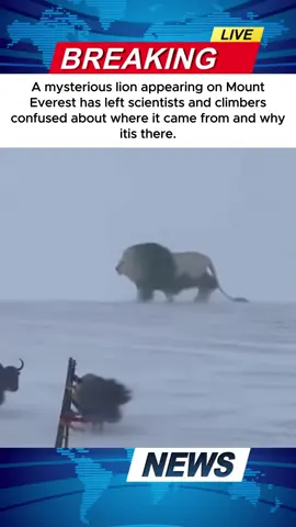 A mysterious lion appearing on Mount Everest has left scientists and climbers confused about where it came from and why it is there.#scary #horrortok #scarytiktoks #unbelivable #trending