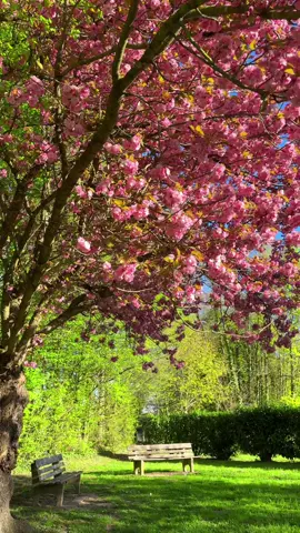 My favorite season is blooming again.