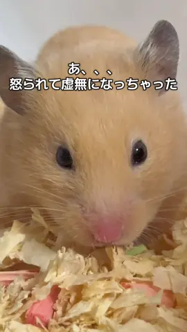 🐹くケージもDIYさせろ #ハムスター  #hamster  #倉鼠  #햄스터  #キンクマハムスター 