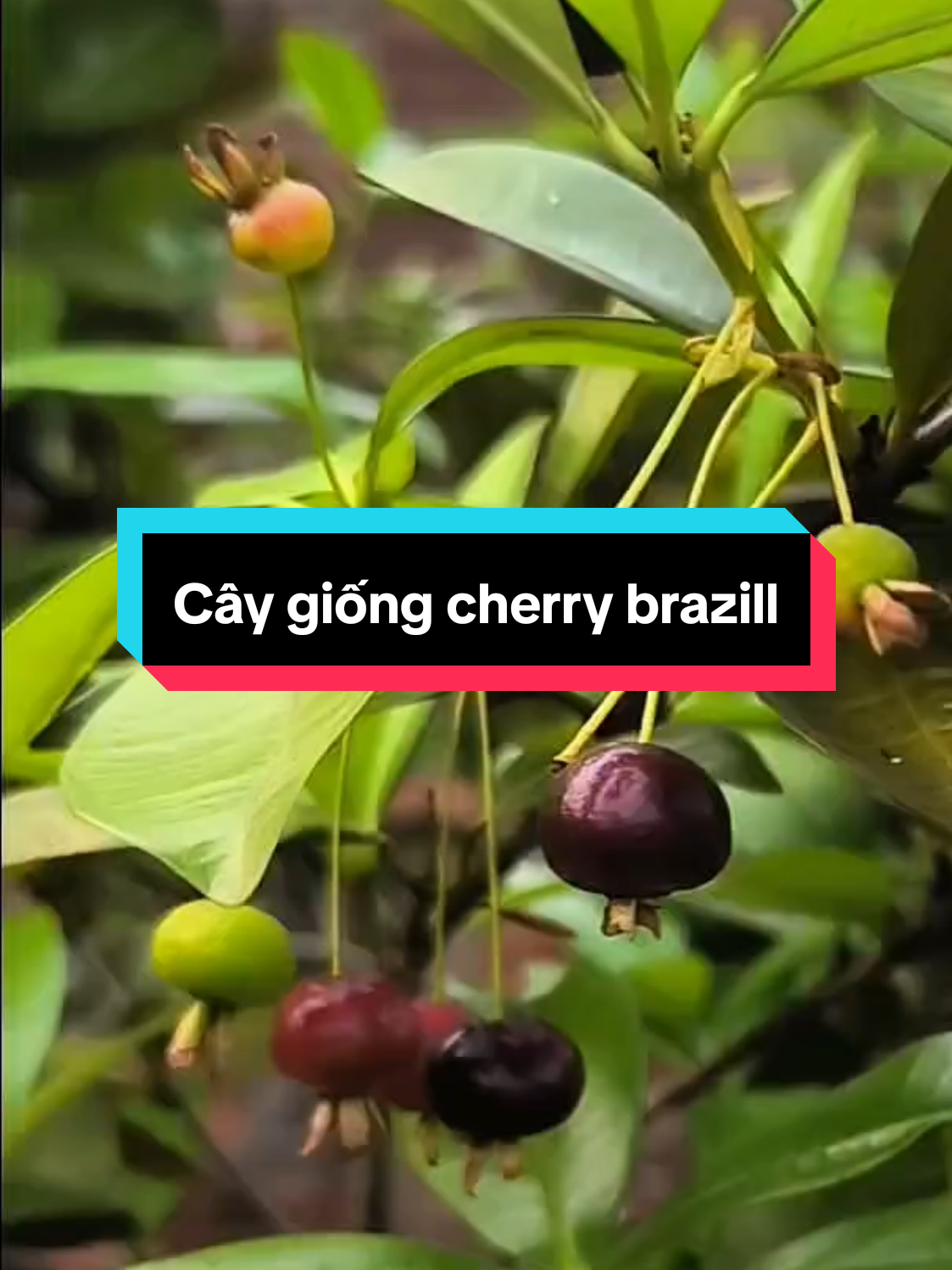 Cây giống cherry brazill . Trồng chỉ khoảng năm là có quả, mỗi năm thường ra 2 đợt quả, bắc nam đều trồng được.  #thichtrongcayvahoa #caygiongcherrybrazil #caygiong #cherry #trongcay 