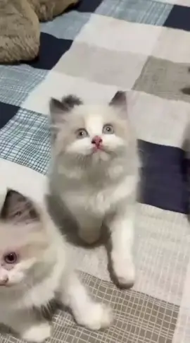 Open Free Adopsi  Yang serius boleh langsung  Dm ya kak #kittensoftiktok #catsoftiktok #cats #lewatberanda #meow 