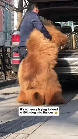 #hugedog #dog #funny #fyp #tiktok 