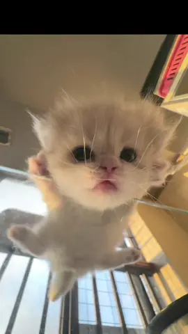 ❤️ #cats #catbaby #catlover #kitten #littlekitten 
