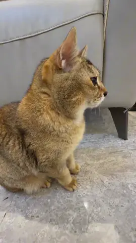 🥰🥰🥰#meimei #cat #Love #meowmeow #fyp 
