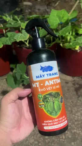 Chế Phẩm MT ANTIMU Làm Khô Nhanh Vết Xì Mủ, Không Cần Cạo Vỏ, Hiệu Quả Sau 1-2 Lần Xịt #lamvuon #nhanong #xuhuong #saurieng #nongdan 