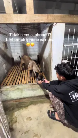 #pecintaanjing #anjingbelgianmalinois #belgianmalinoisoftiktok #fyp #CapCut 
