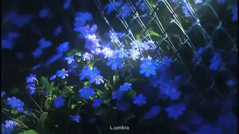 #aesthetic #nature #blueflowers nightvibes#visuals# fyp paratiiiiiiiiiiiiiiiiiiiiiiiiiiiiiii 