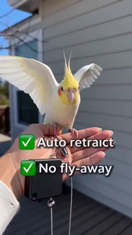 Would You Take Your Parrot Outside? 🦜#birdlover #petbirds #parrottraining #petproducts #fyp