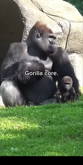 Gorilla core part 2 #fyp #foryou #gorilla #viral