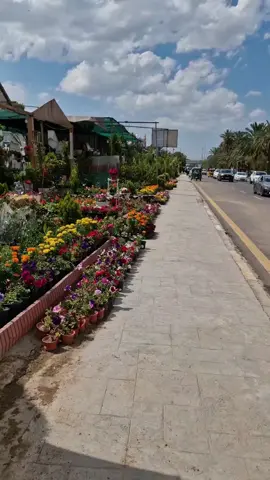 ربيع بغداد 🌹❤️